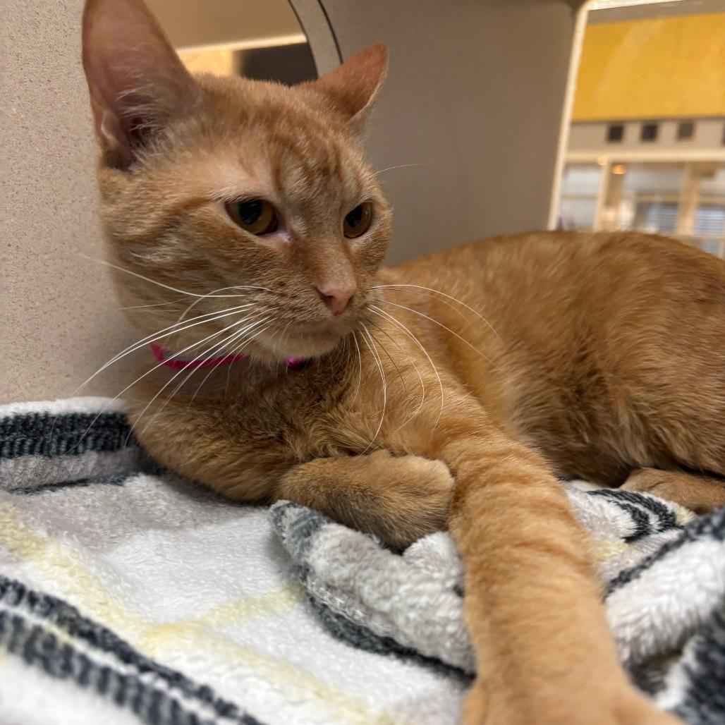 Enlarge Pinkerton, a Adoptable Domestic Short Hair in Galveston, TX image 2/4