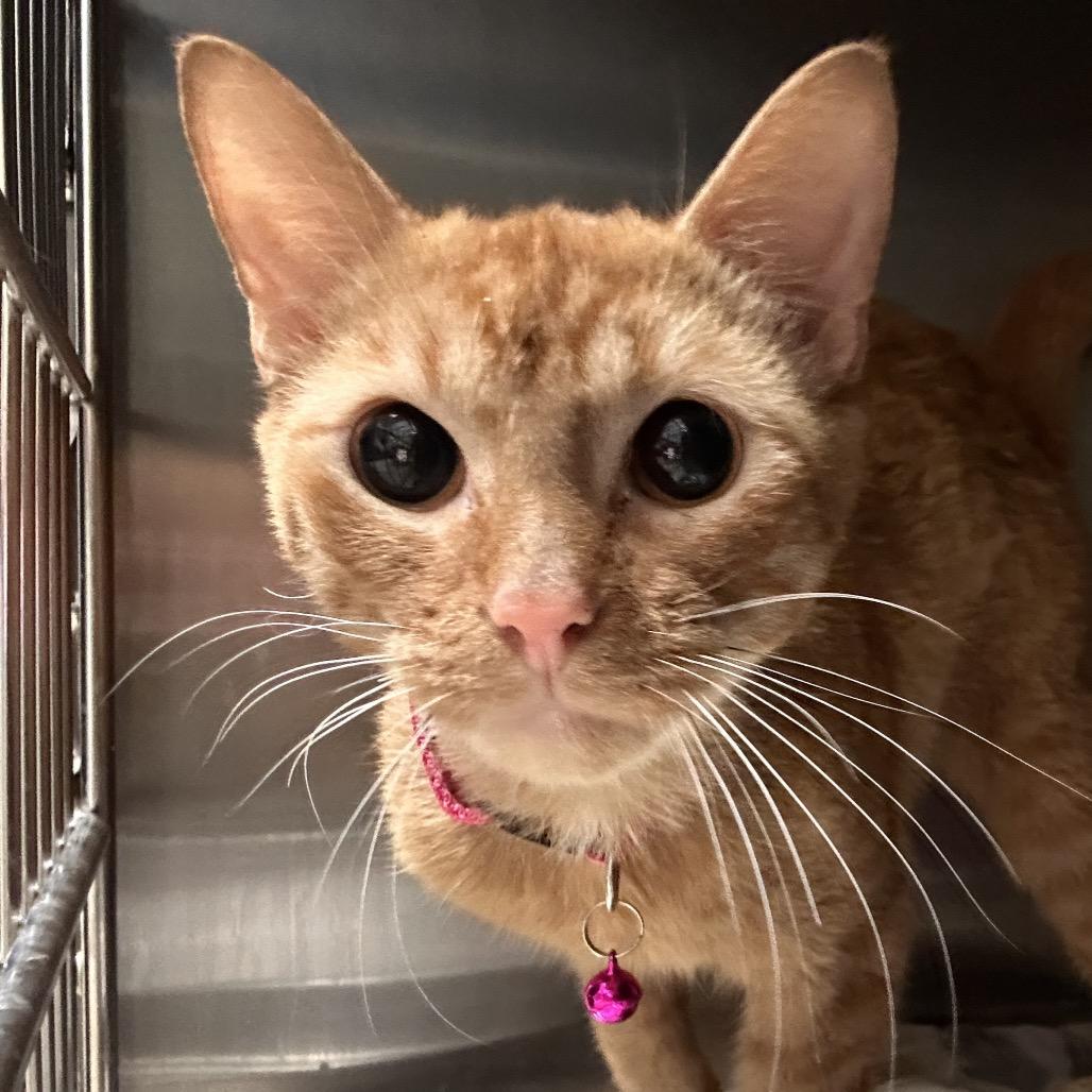 Enlarge Pinkerton, a Adoptable Domestic Short Hair in Galveston, TX image 3/4