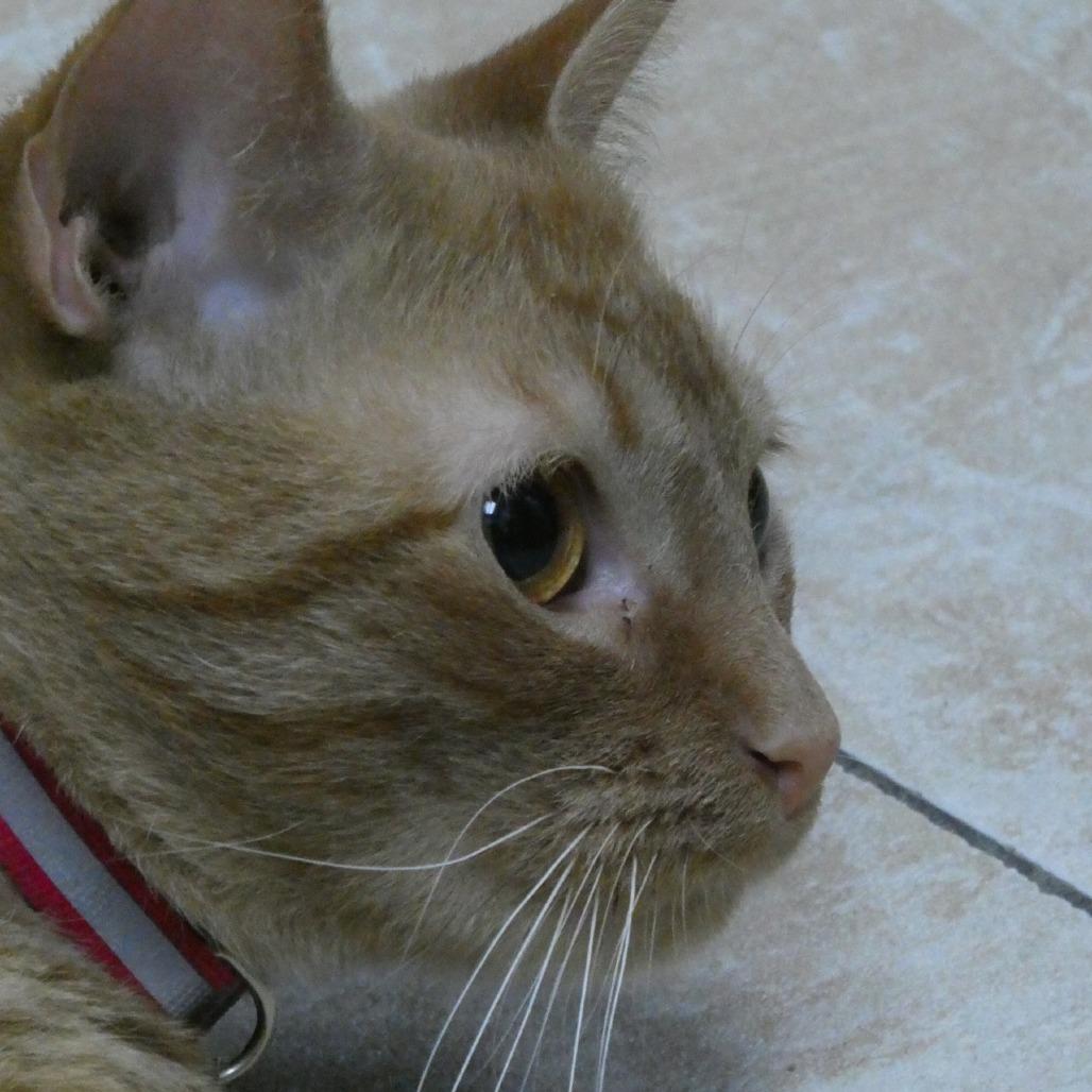 Enlarge Pinkerton, a Adoptable Domestic Short Hair in Galveston, TX image 4/4