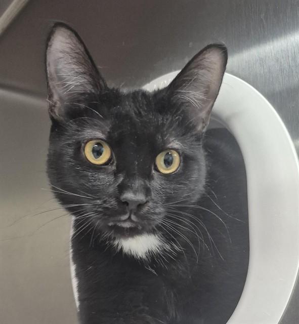 Enlarge COCONUT, a Adoptable Domestic Short Hair in Vaughan, ON image 1/1