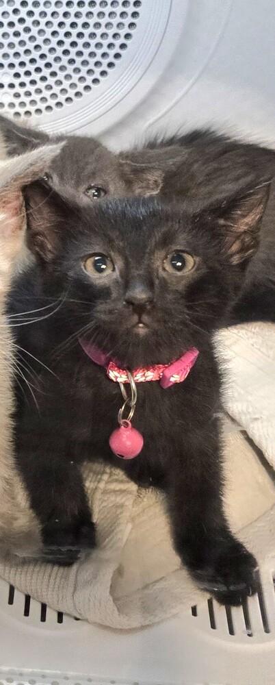 Sunset, Adoptable, Kitten Female Bombay & Domestic Short Hair.