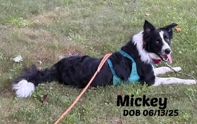 Enlarge Mickey, a ADOPTABLE Border Collie in Seymour, IN image 1/1