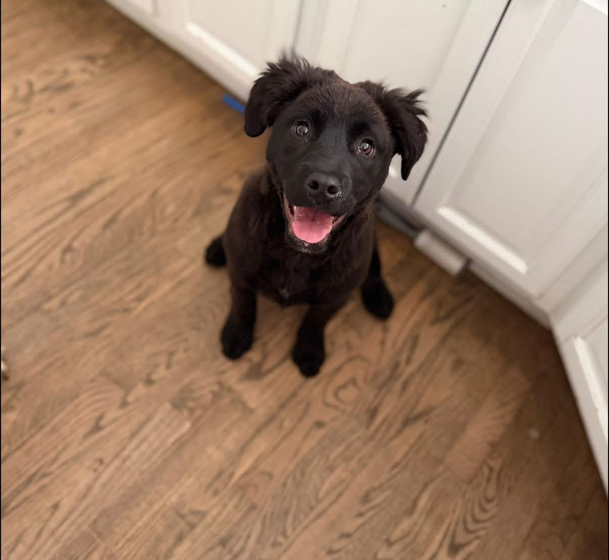 Enlarge Stella, a ADOPTABLE mixed breed in Louisville, KY image 1/1