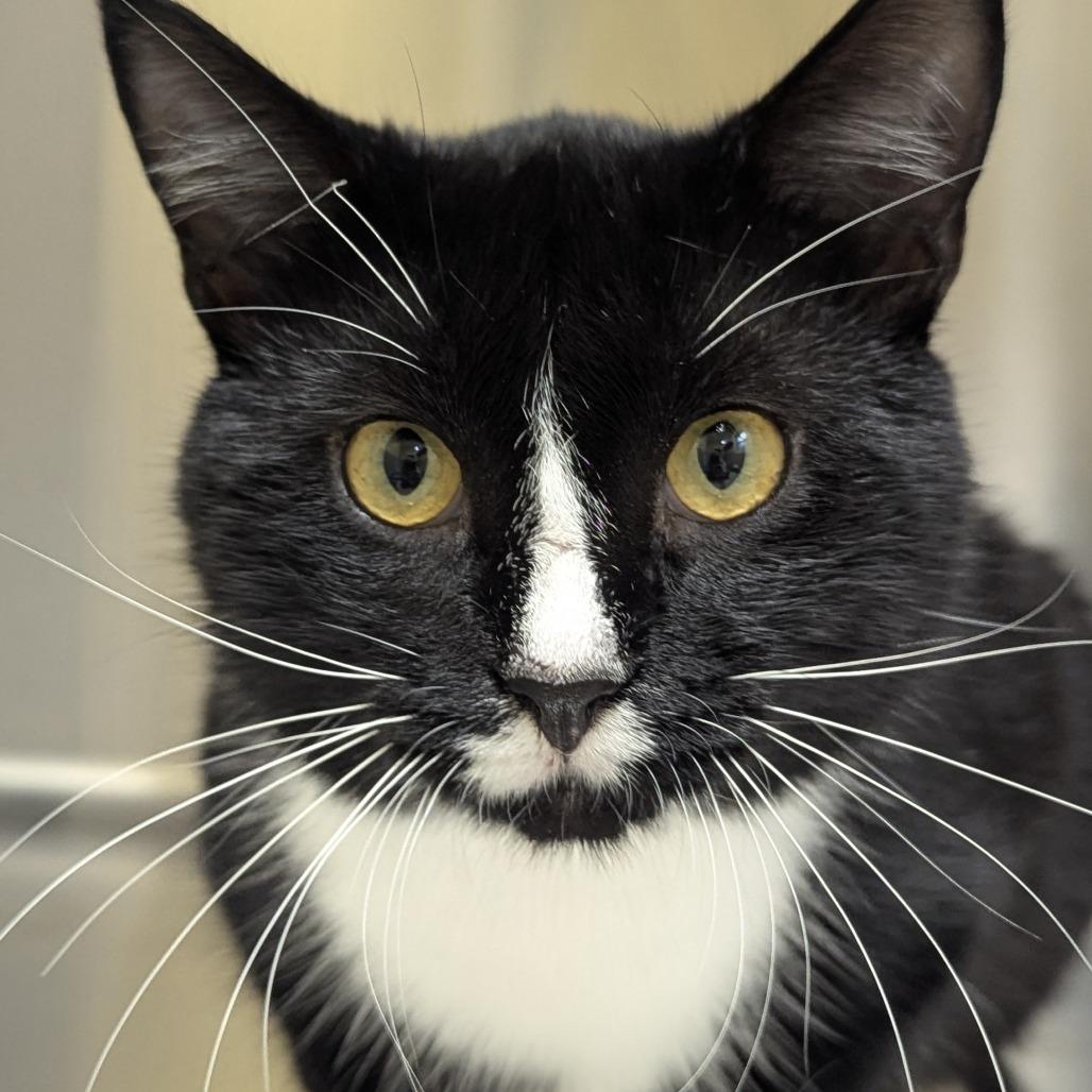 Scar and Beards (Bonded pair), ADOPTABLE, Young Male Domestic Short Hair.