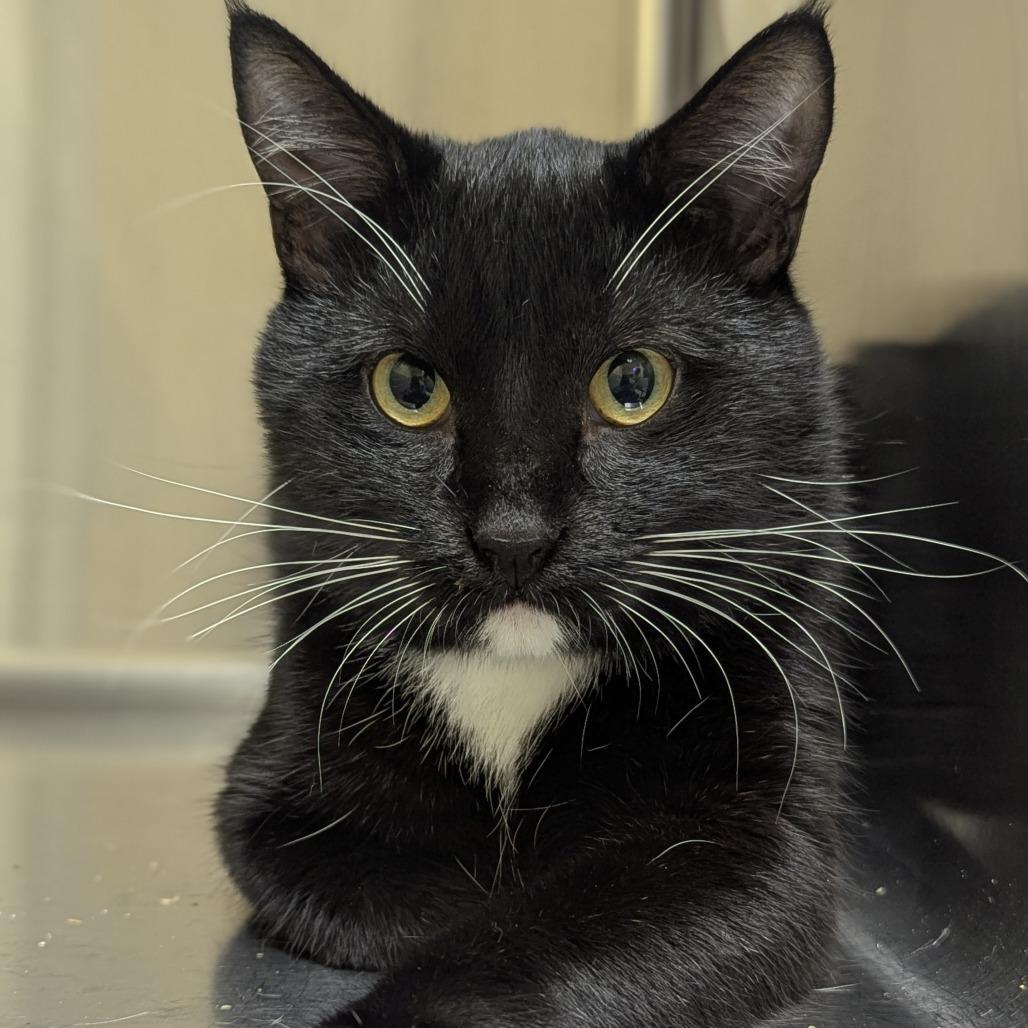 Enlarge Scar and Beards (Bonded pair), a ADOPTABLE Domestic Short Hair in Fenton, MI image 2/2