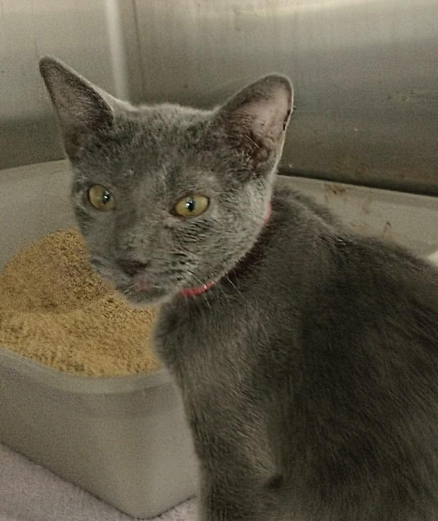Nala, Adopted, Kitten Female Domestic Short Hair.