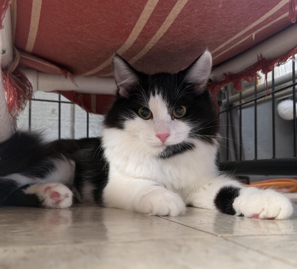 Enlarge Fig, a Adoptable mixed breed in Lemoore, CA image 1/2