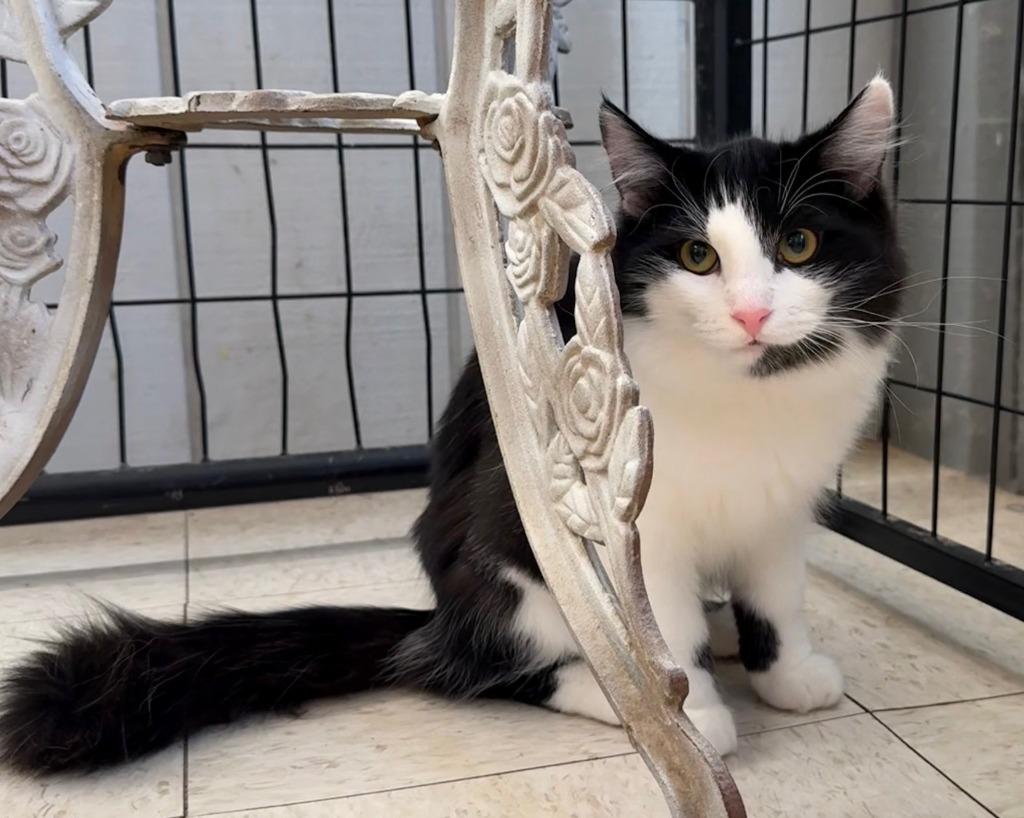 Enlarge Fig, a Adoptable mixed breed in Lemoore, CA image 2/2