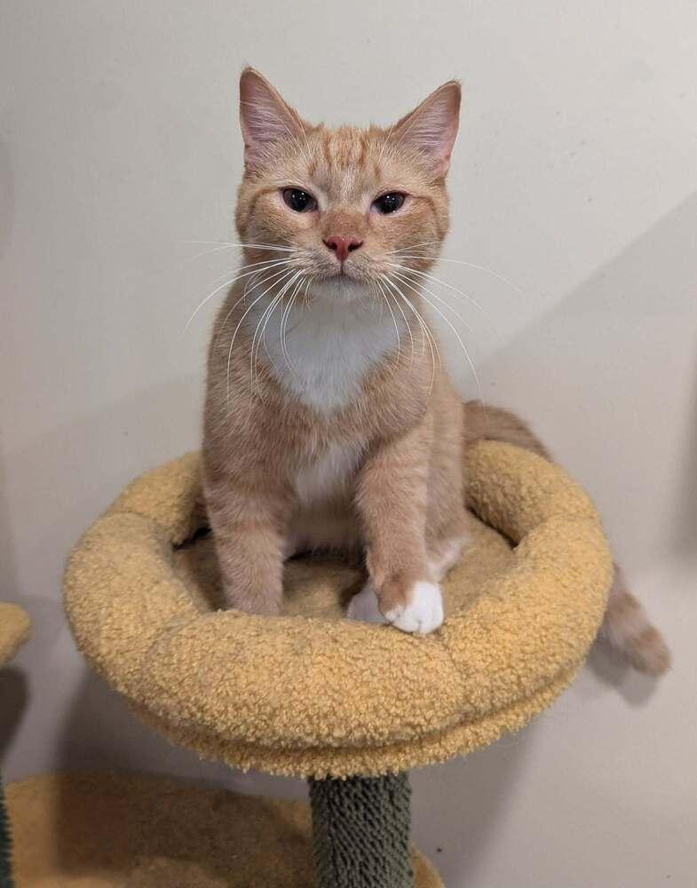 Tamale, Adoptable, Kitten Male Domestic Short Hair.