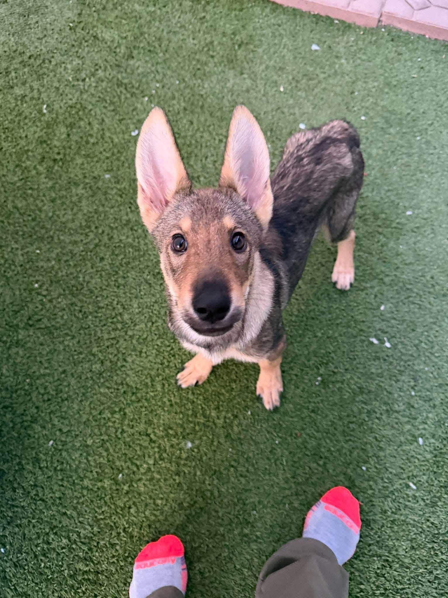 Coyote, Adoptable, Puppy Male Australian Kelpie & German Shepherd Dog.