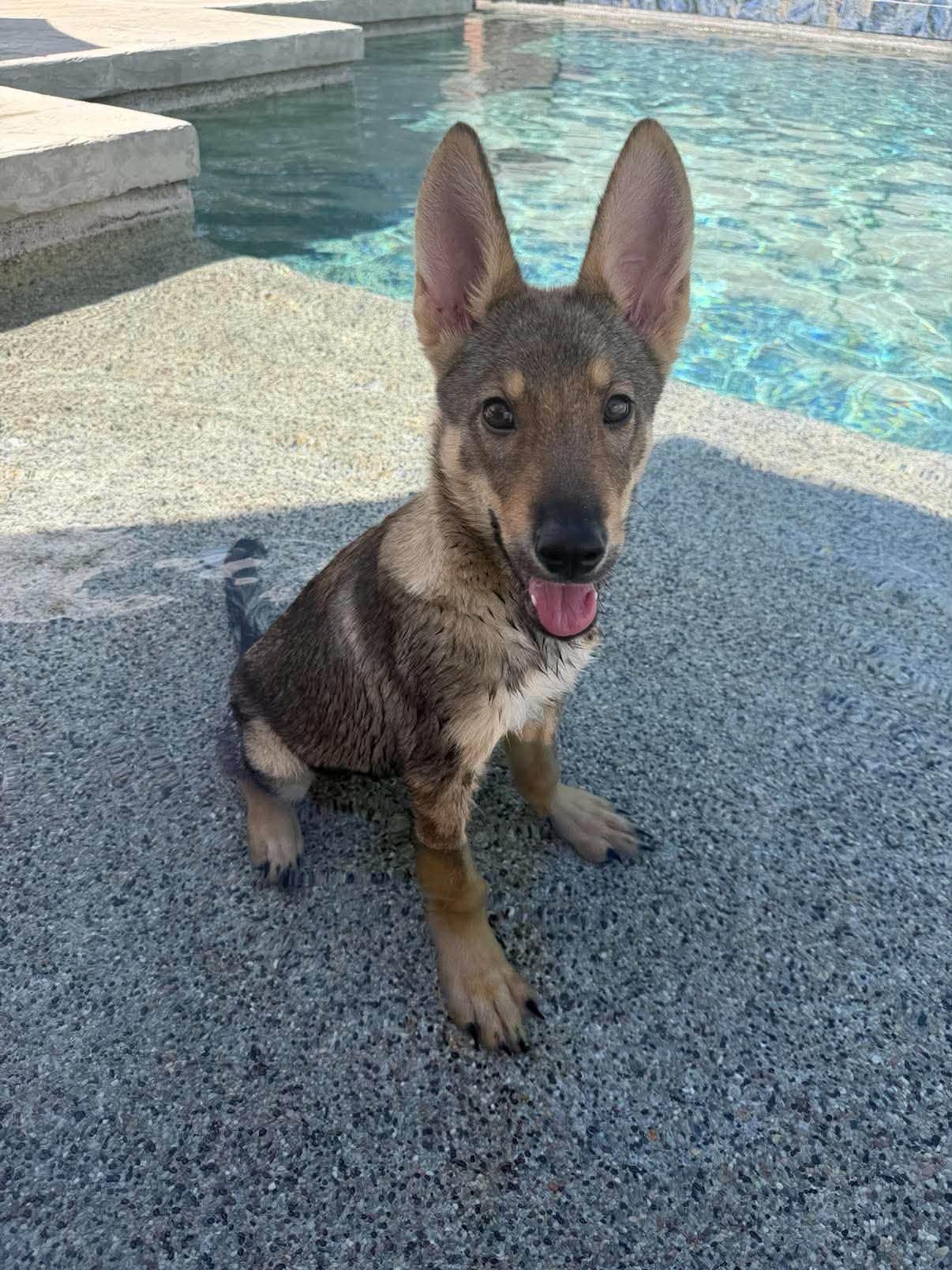 Enlarge Coyote, a Adoptable mixed breed in Phoenix, AZ image 2/3
