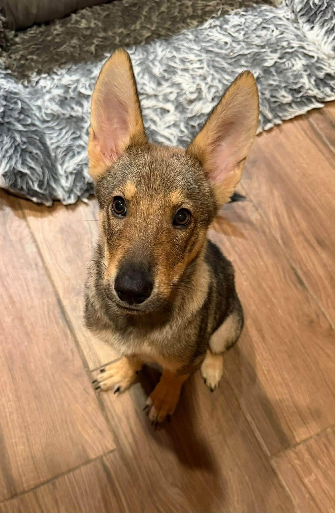 Enlarge Coyote, a Adoptable mixed breed in Phoenix, AZ image 3/3