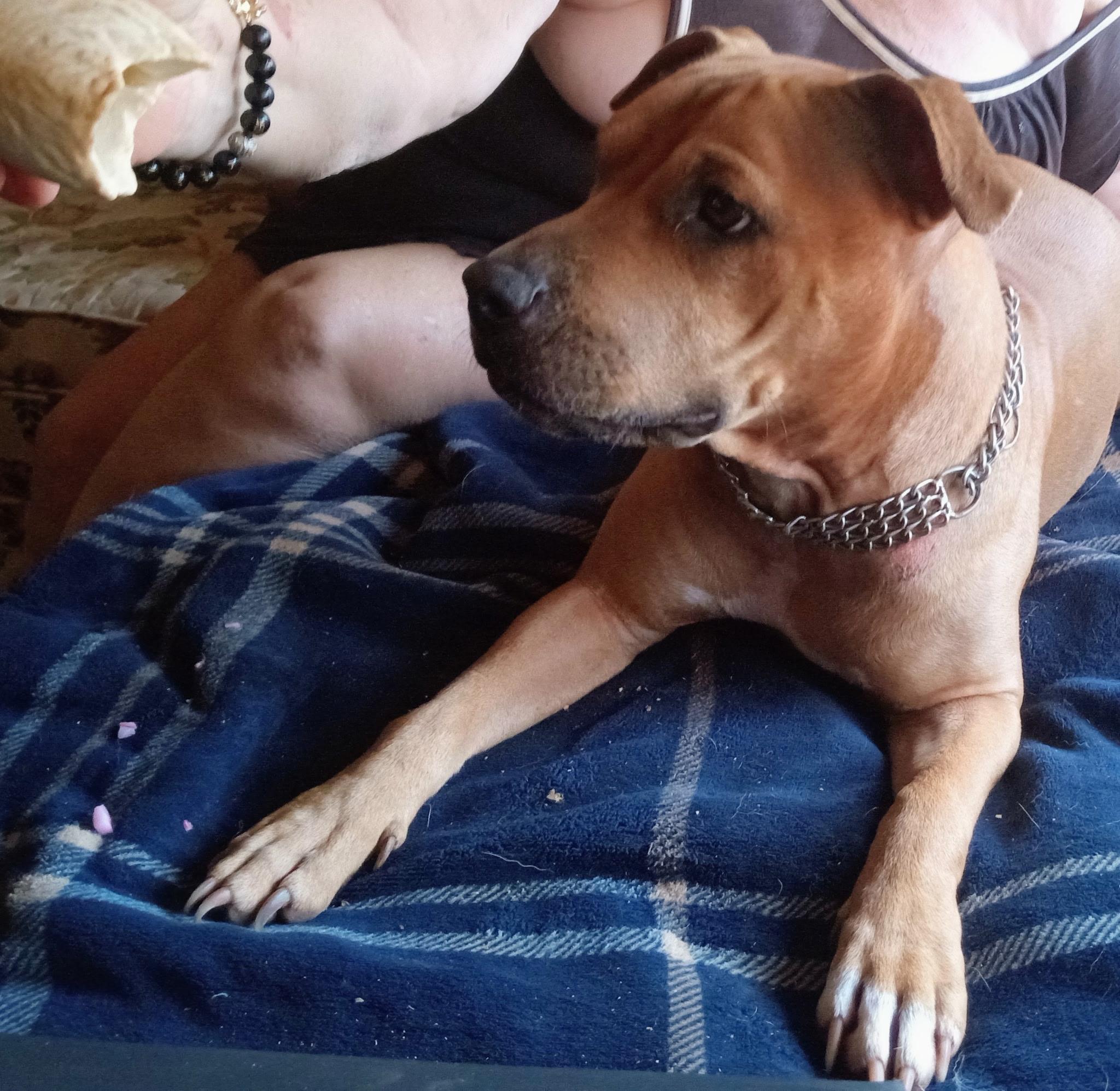 Enlarge Sugar, a ADOPTABLE mixed breed in Abbeville, SC image 3/3