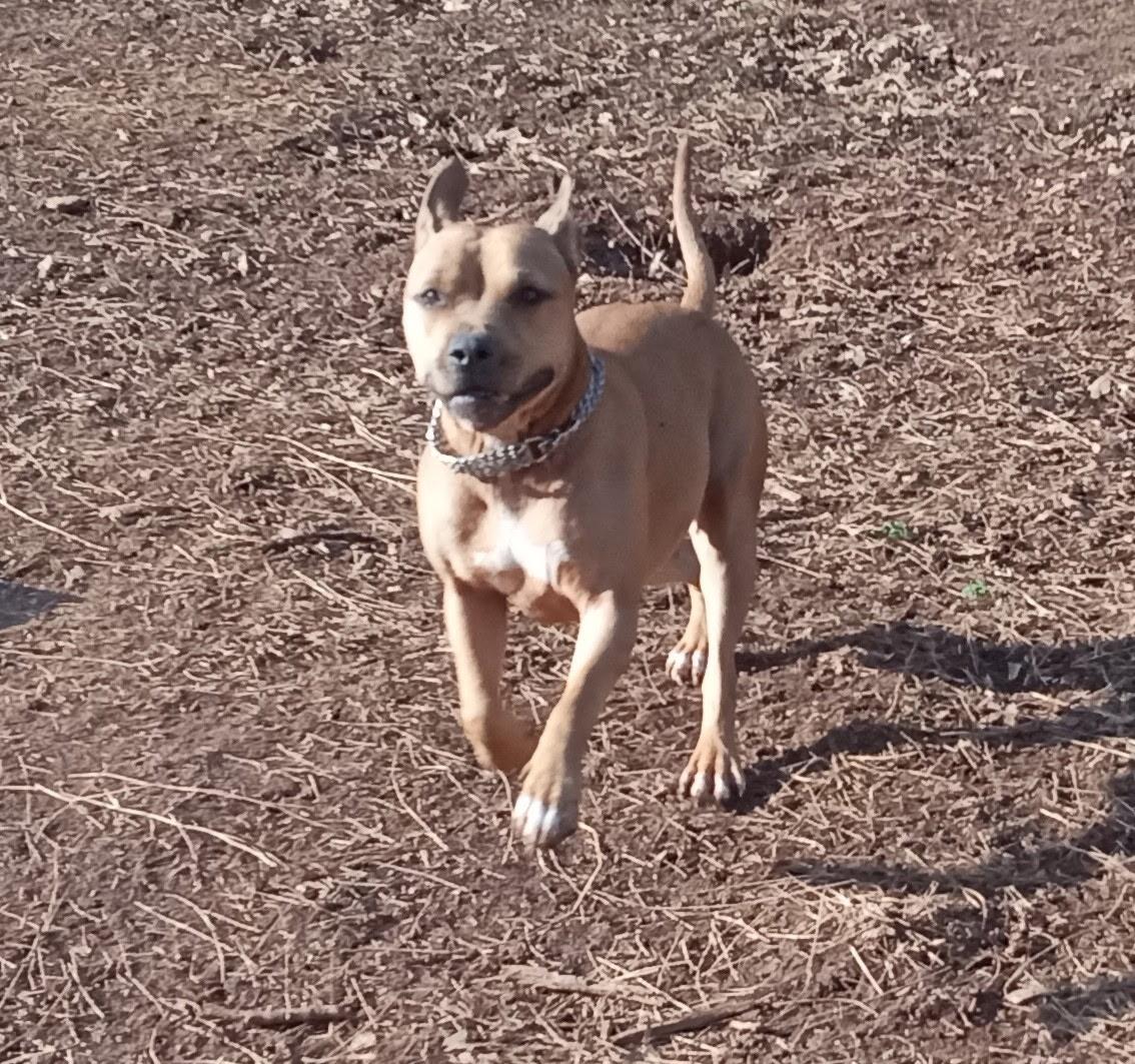 Enlarge Sugar, a ADOPTABLE mixed breed in Abbeville, SC image 1/3
