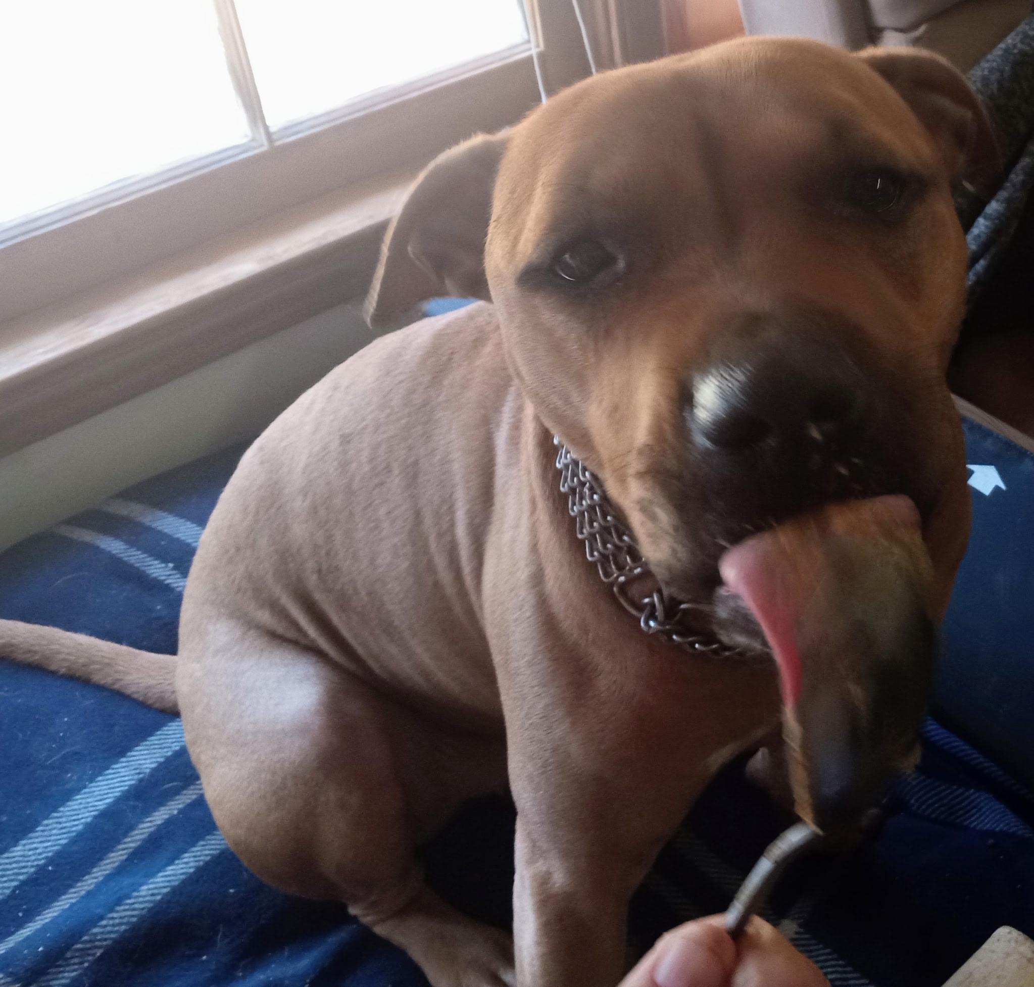 Enlarge Sugar, a ADOPTABLE mixed breed in Abbeville, SC image 2/3