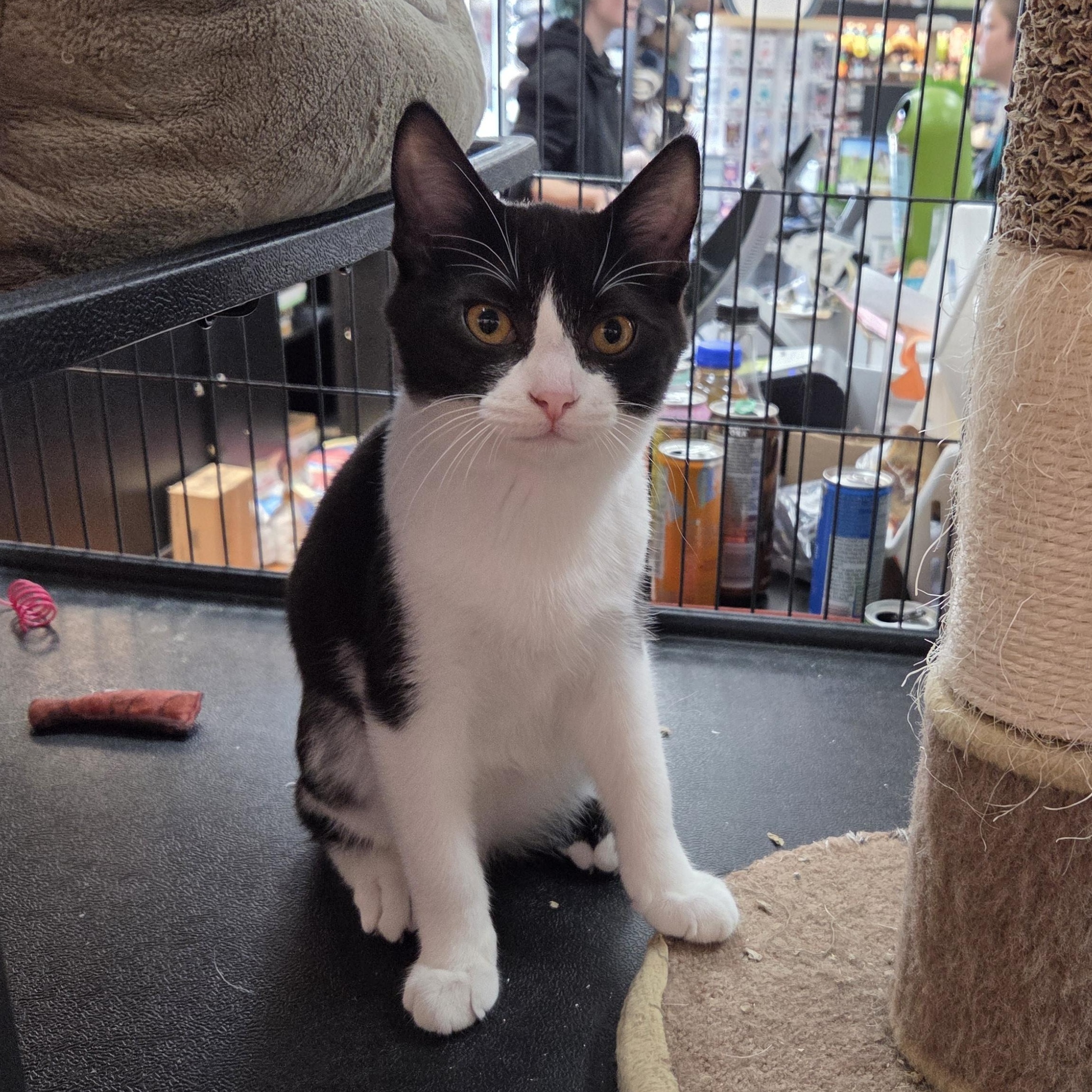 Paladin - Meet @ the Sumas Way Bosley's, a Adoptable Domestic Short Hair in Chilliwack, BC image 1/2