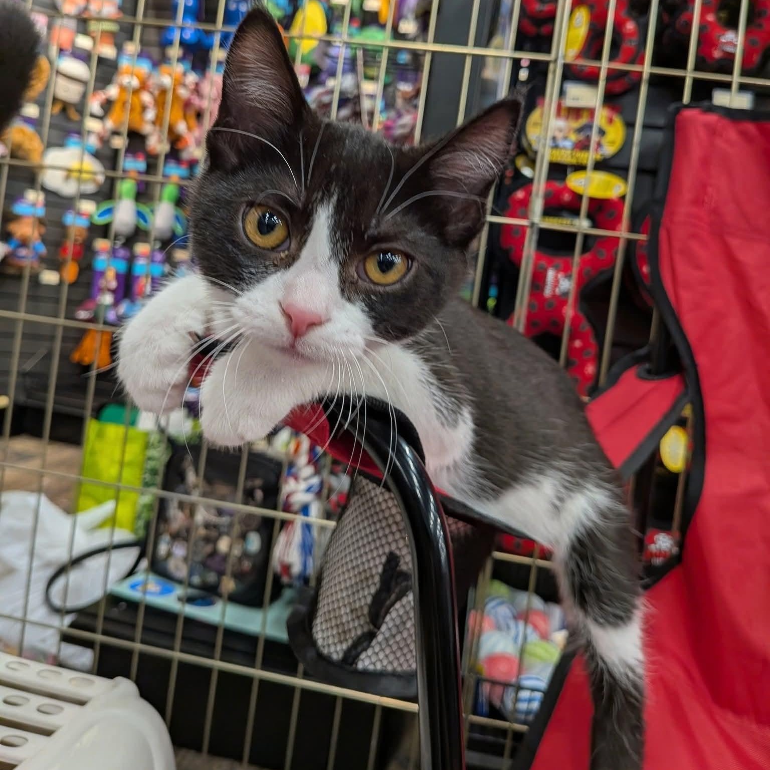 Paladin - Meet @ the Sumas Way Bosley's, a Adoptable Domestic Short Hair in Chilliwack, BC image 2/2