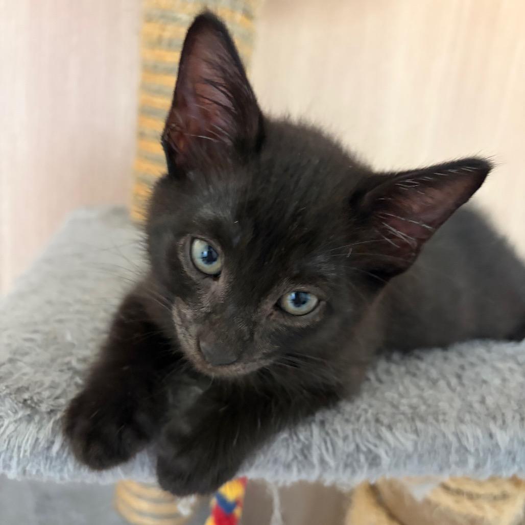 Tony, Adoptable, Kitten Male Domestic Short Hair.