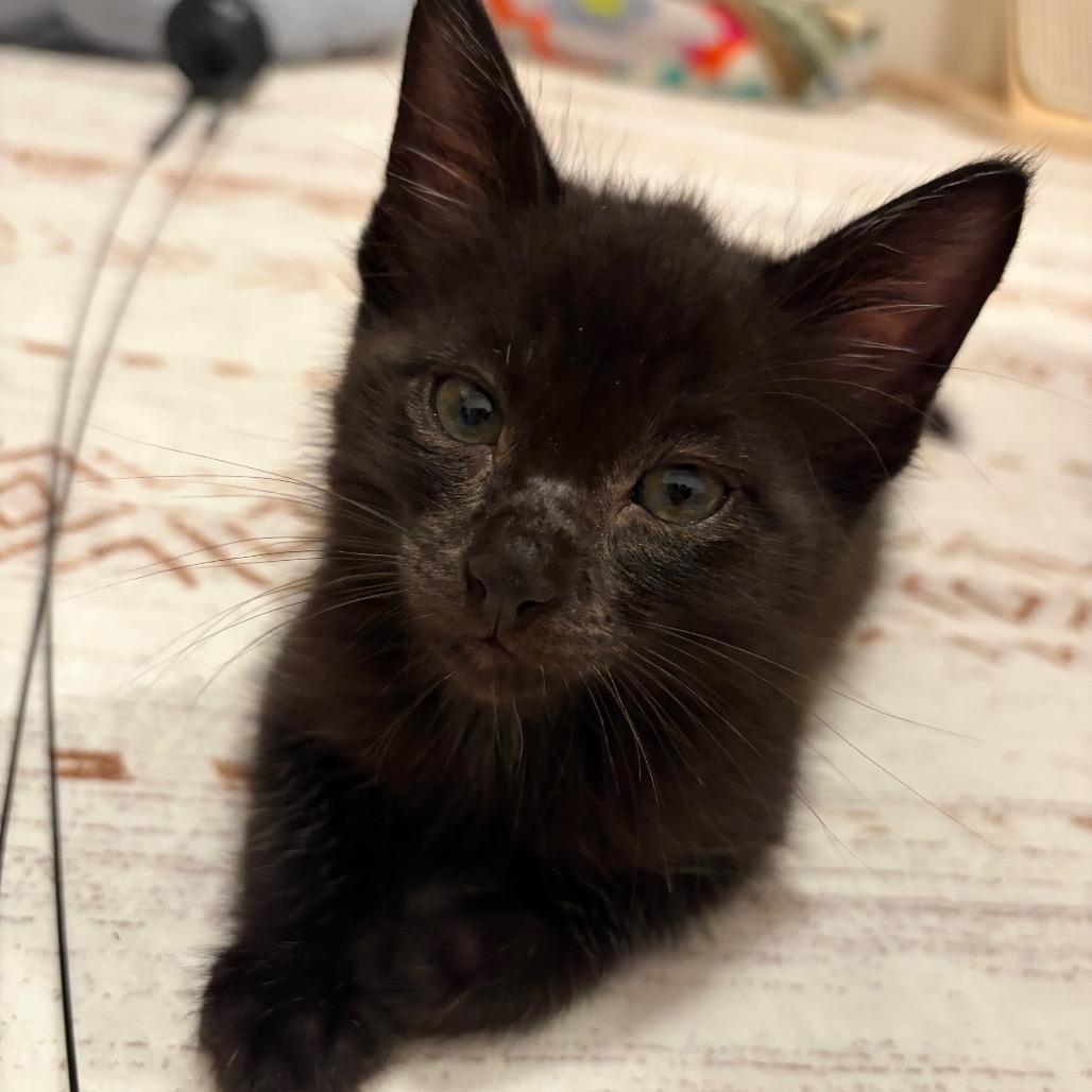 Enlarge Tony, a Adoptable Domestic Short Hair in Escondido, CA image 2/5