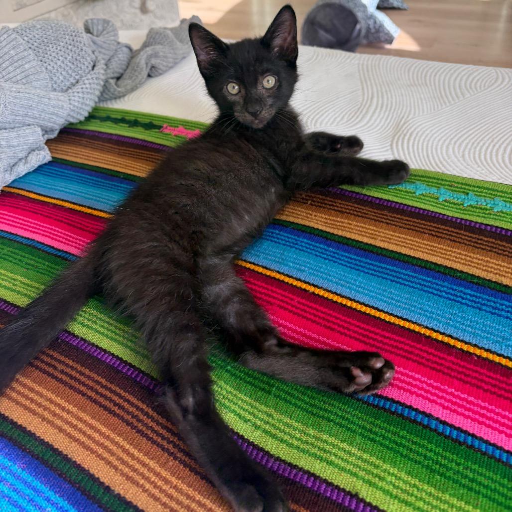 Enlarge Tony, a Adoptable Domestic Short Hair in Escondido, CA image 5/5