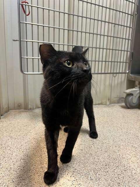 MANNY, adoptable, Adult Male Domestic Short Hair.