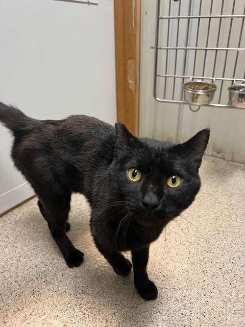 MANNY, an adoptable Domestic Short Hair in Ironwood, MI image 2/3