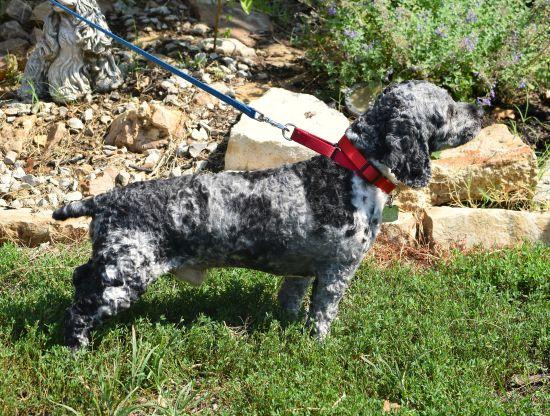Enlarge Thunder, an adopted mixed breed in Parkville, MO image 3/6