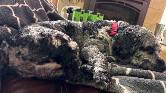 Enlarge Thunder, an adopted mixed breed in Parkville, MO image 5/6
