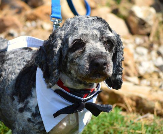 Thunder, adopted, Young Male Cockapoo.