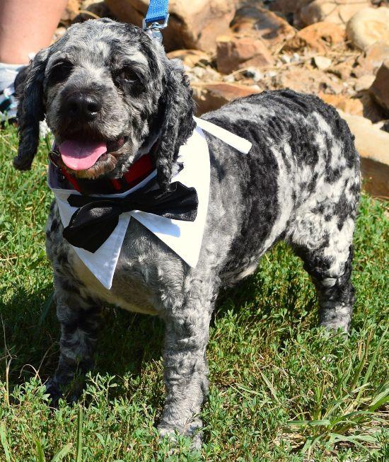 Enlarge Thunder, an adopted mixed breed in Parkville, MO image 2/6