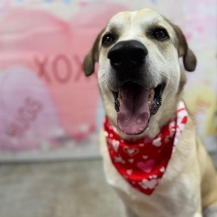 Enlarge Jackson, a Adoptable mixed breed in Williston, VT image 1/6
