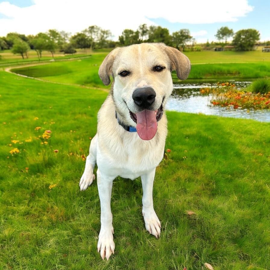 Jackson, Adoptable, Adult Male Great Pyrenees.