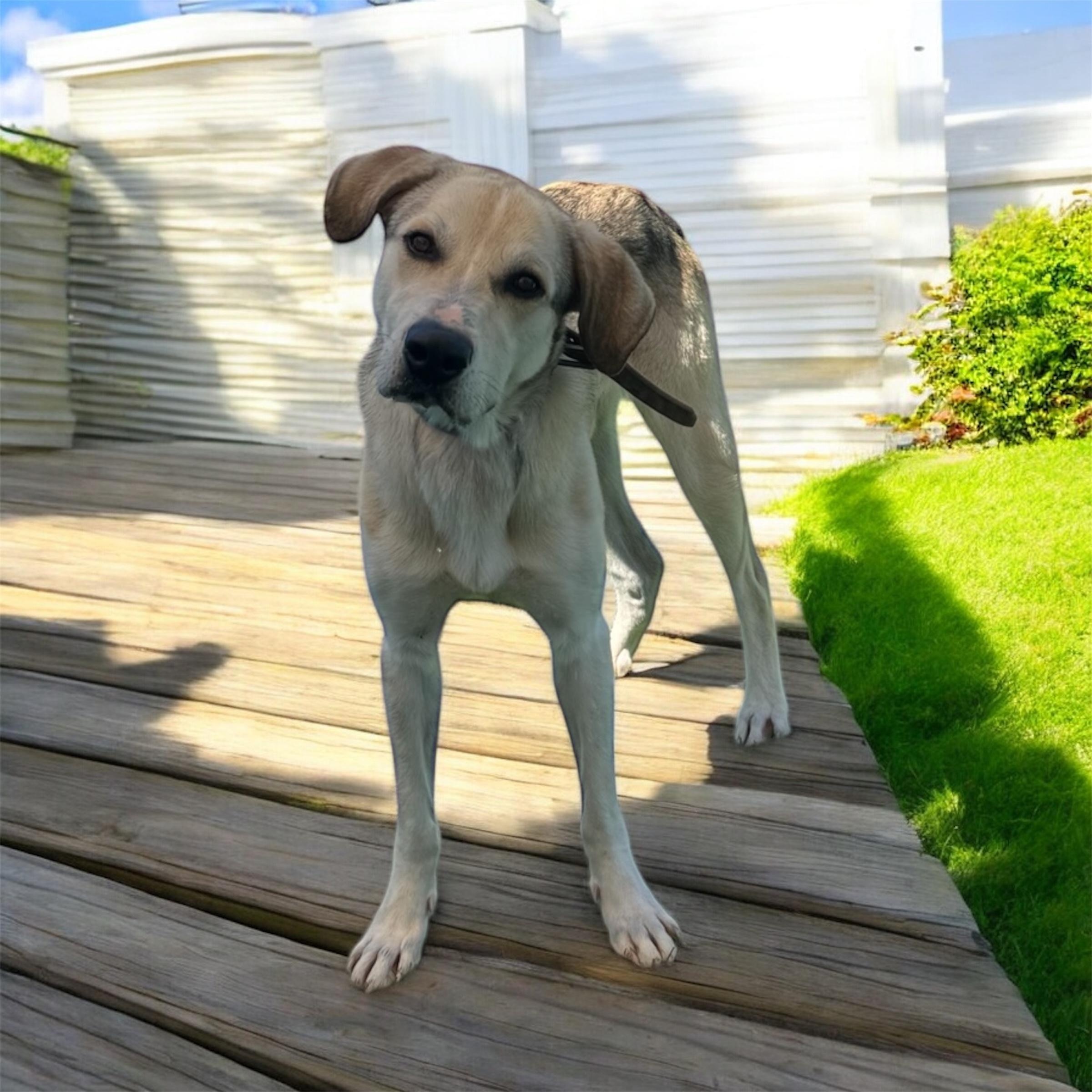 Jackson, a Adoptable mixed breed in Williston, VT image 6/6