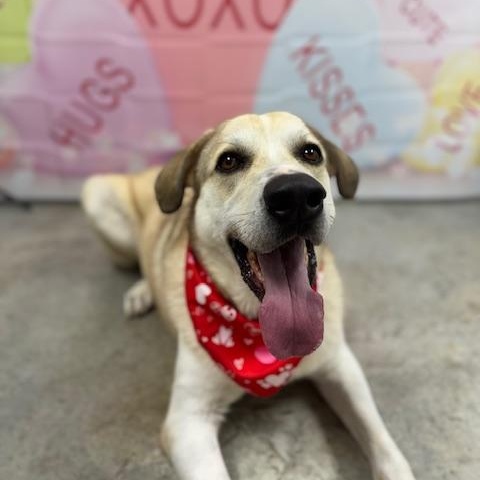 Enlarge Jackson, a Adoptable mixed breed in Williston, VT image 6/6