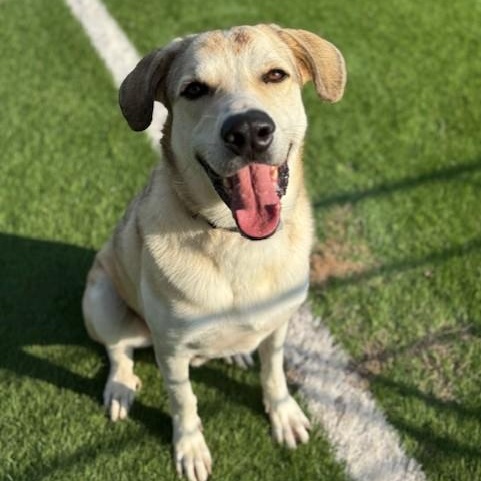 Jackson, a Adoptable mixed breed in Williston, VT image 1/6