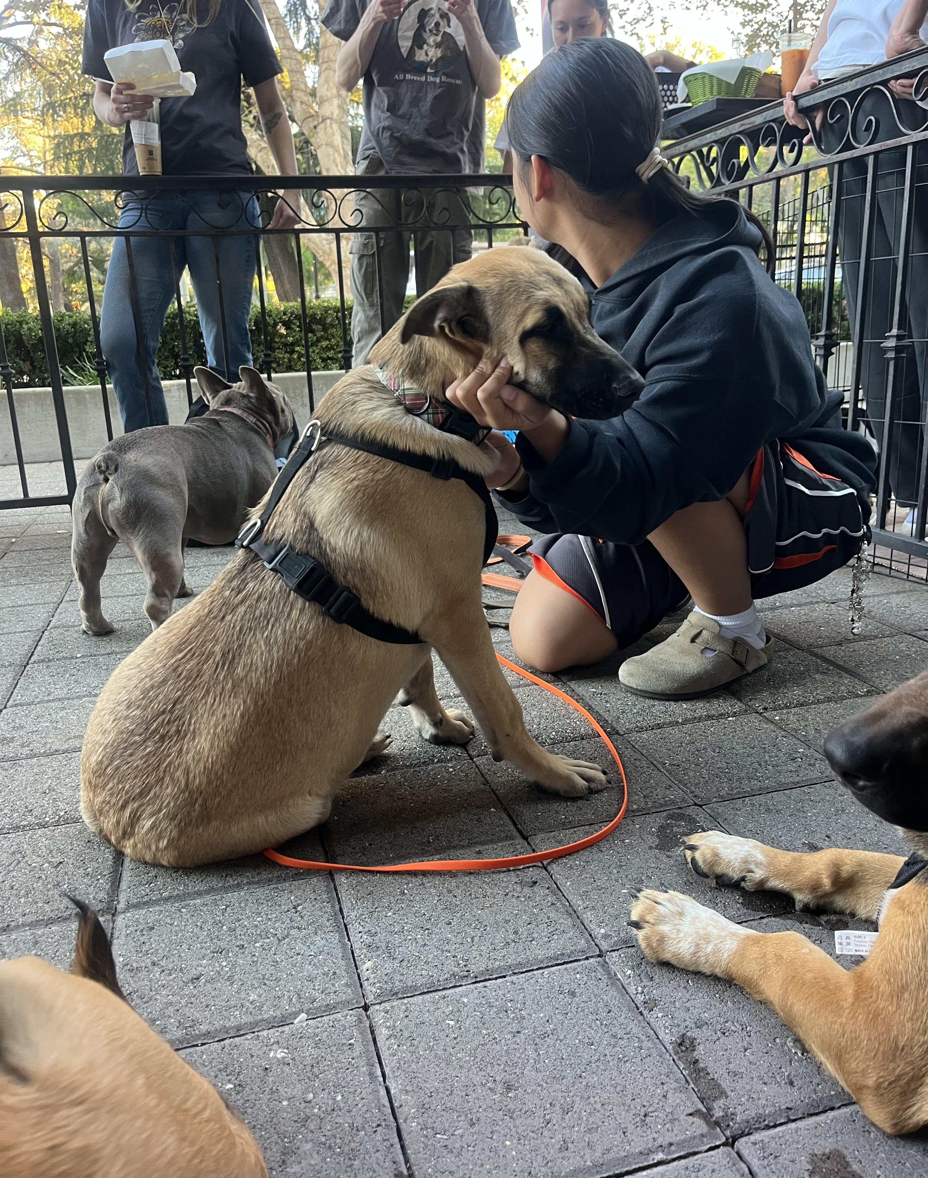 Leo, a Adoptable mixed breed image 1/5