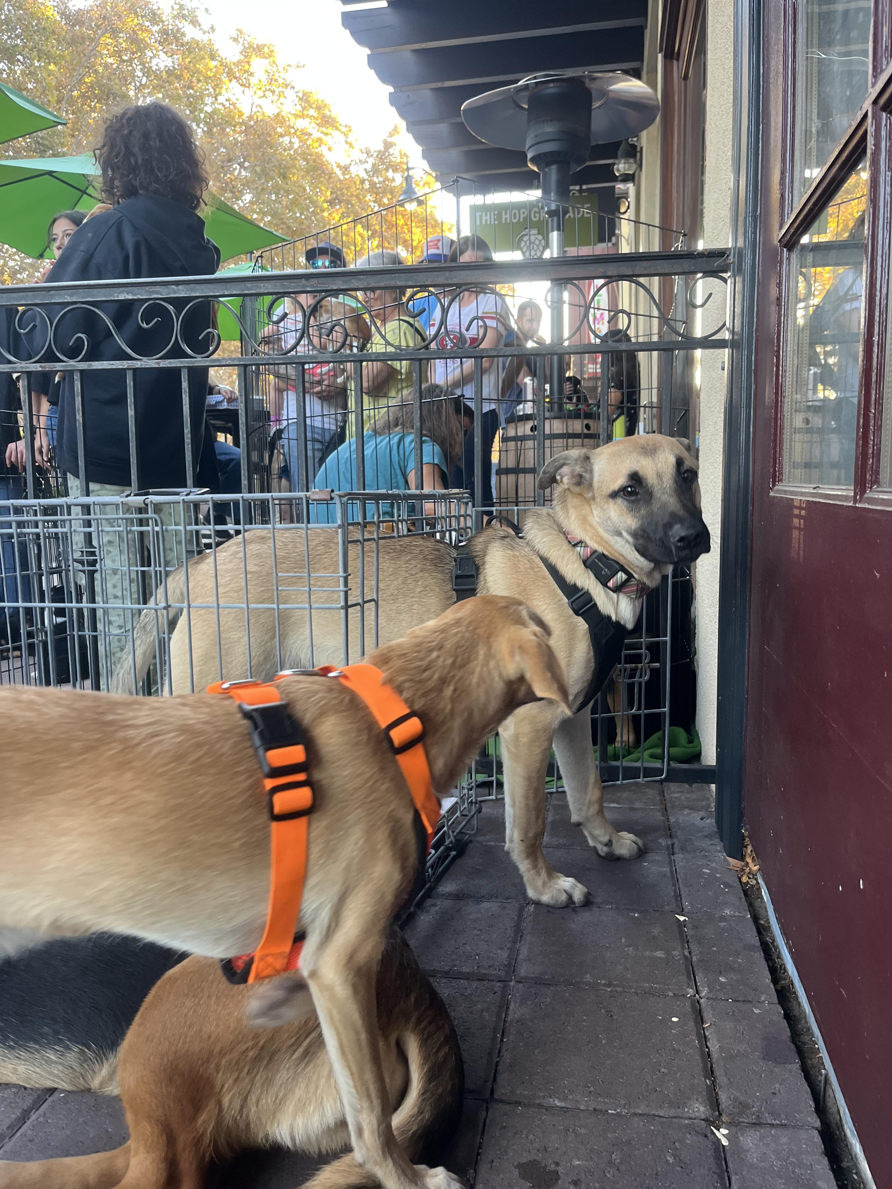 Leo, a Adoptable mixed breed image 2/5