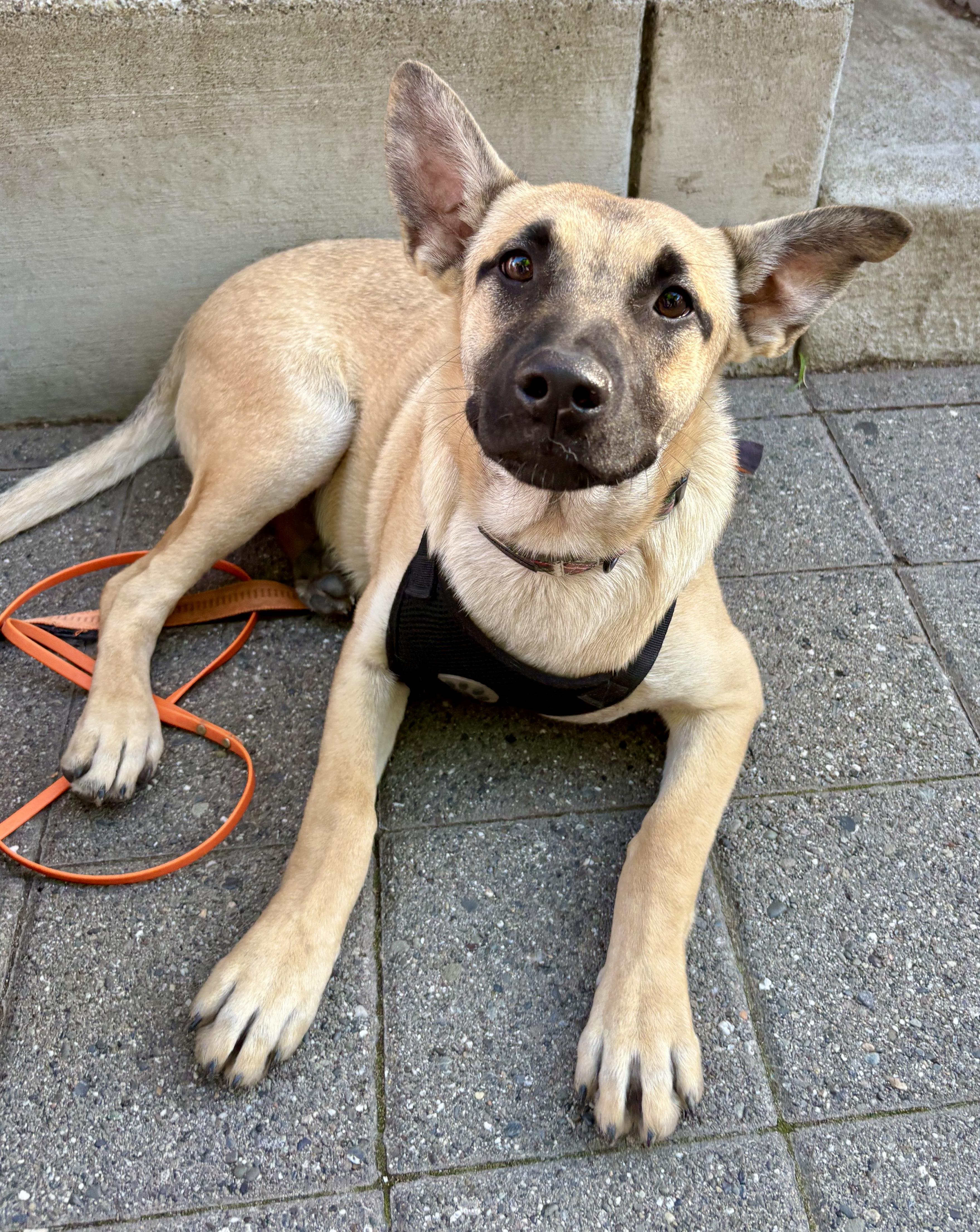 Leo, a Adoptable mixed breed image 3/5