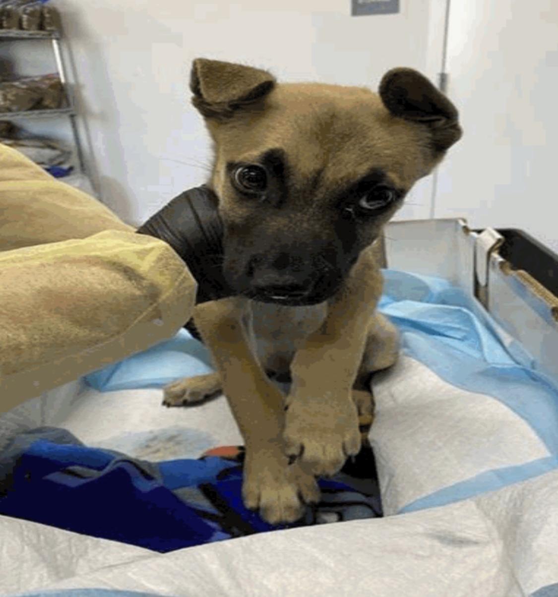 Leo, a Adoptable mixed breed image 4/5