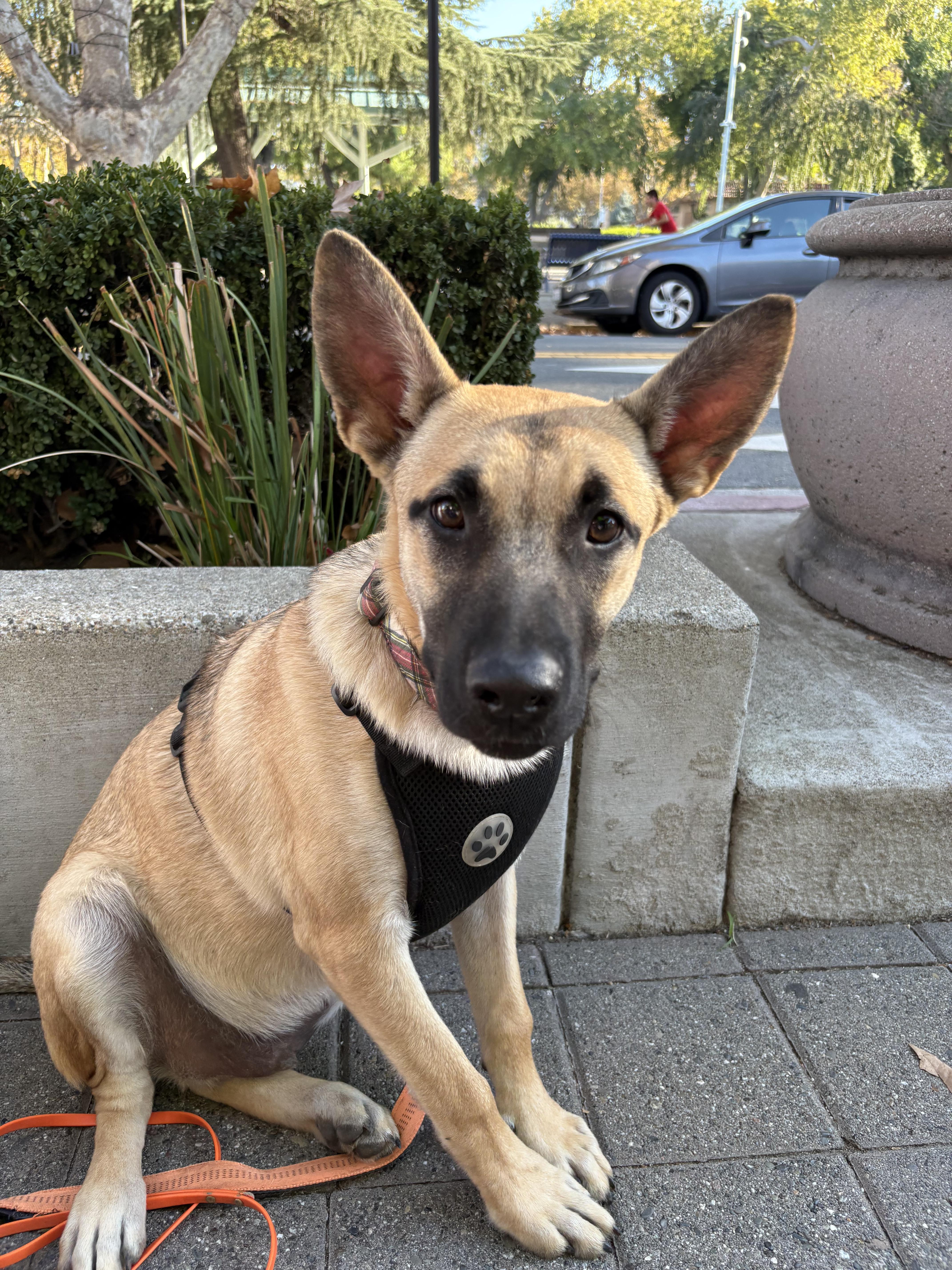 Leo, a Adoptable mixed breed image 5/5