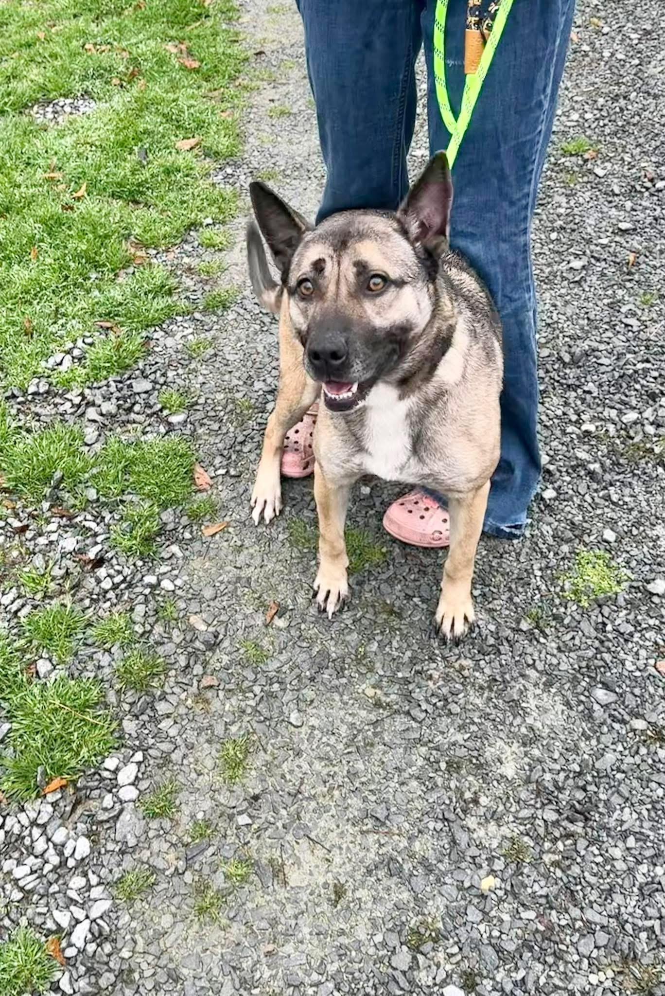 Chris, ADOPTABLE, Adult Female German Shepherd Dog.