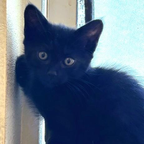 MaryAnn, adopted, Kitten Female Domestic Short Hair.