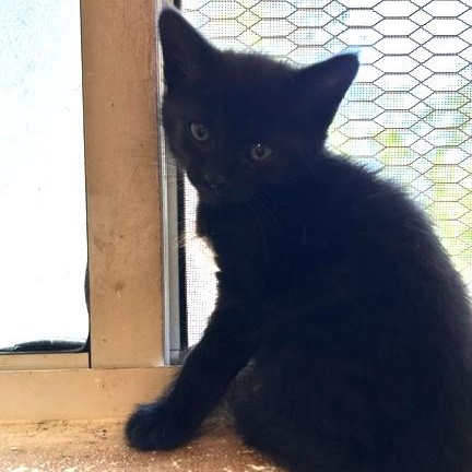 MaryAnn, an adopted Domestic Short Hair in Shingletown, CA image 4/4