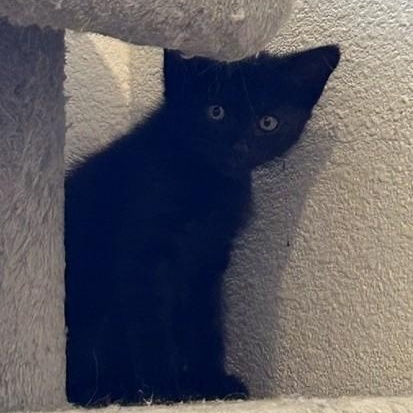 MaryAnn, an adopted Domestic Short Hair in Shingletown, CA image 3/4