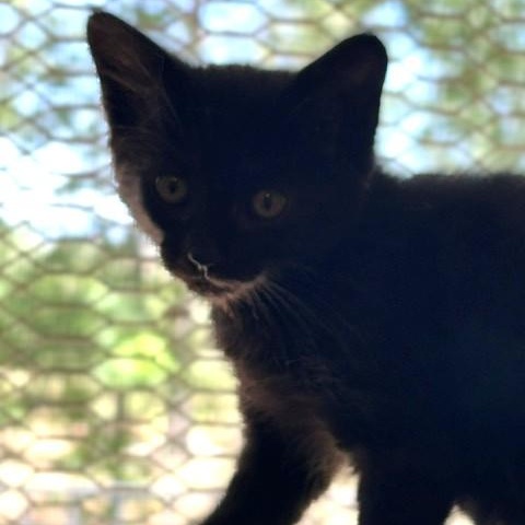 MaryAnn, an adopted Domestic Short Hair in Shingletown, CA image 2/4