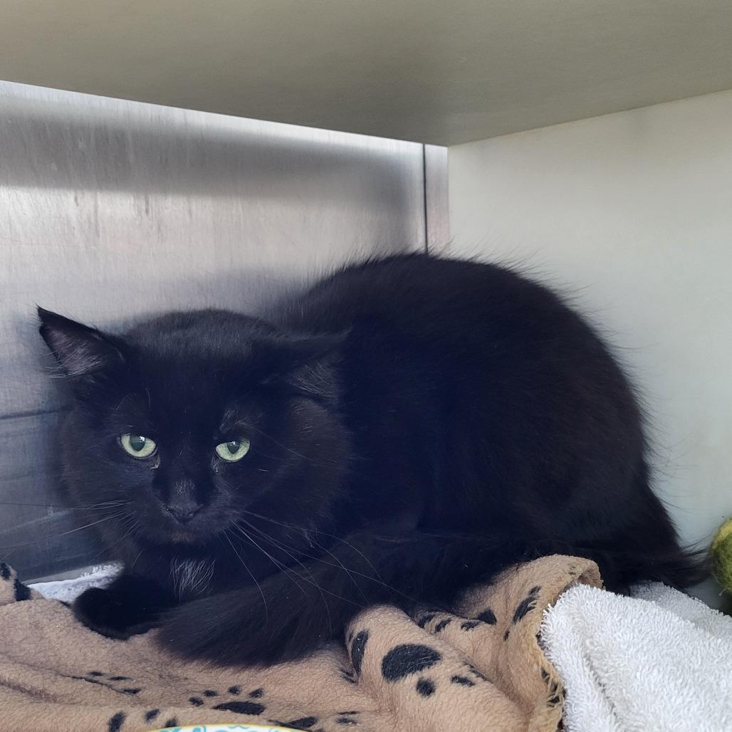 Joe, Adoptable, Senior Male Domestic Long Hair.