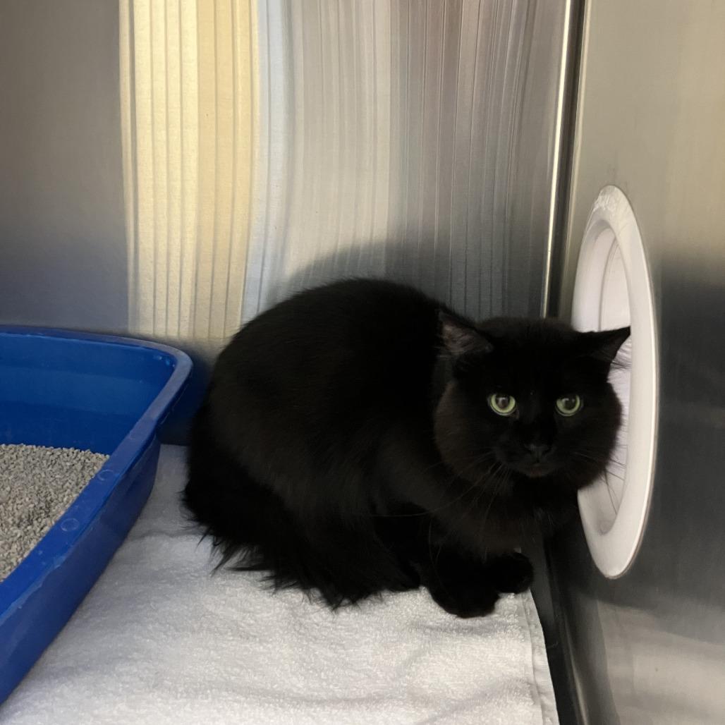 Enlarge Joe, a Adoptable Domestic Long Hair in Burlington, ON image 2/2