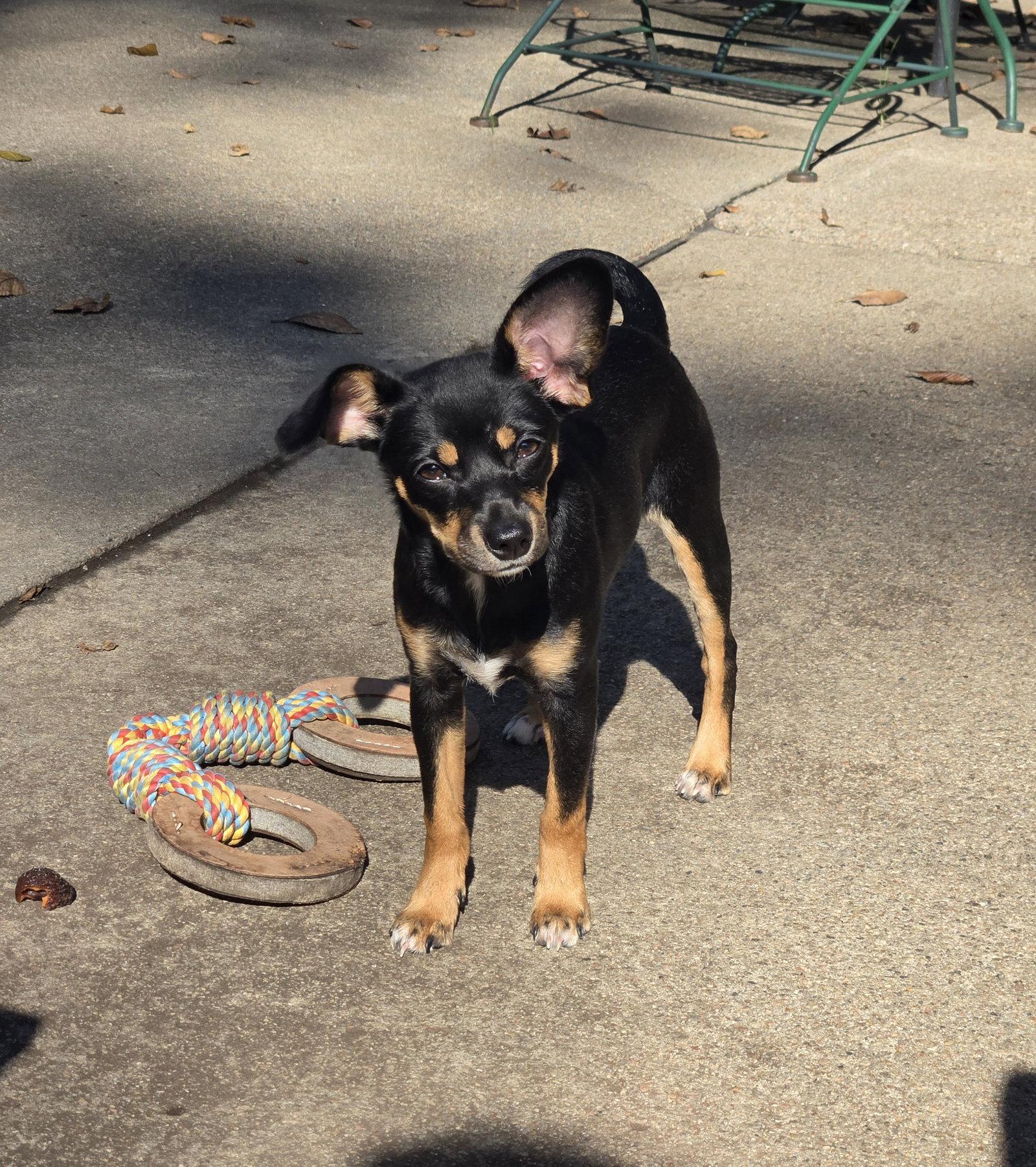 Raven, Adoptable, Puppy Female Miniature Pinscher.