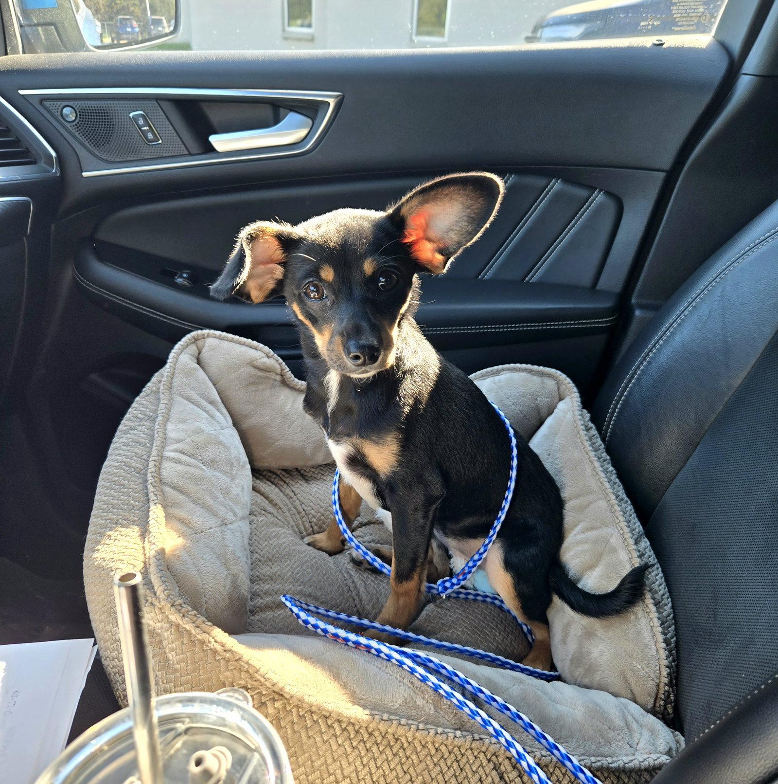 Enlarge Raven, a Adoptable Miniature Pinscher in Council Bluffs, IA image 2/3