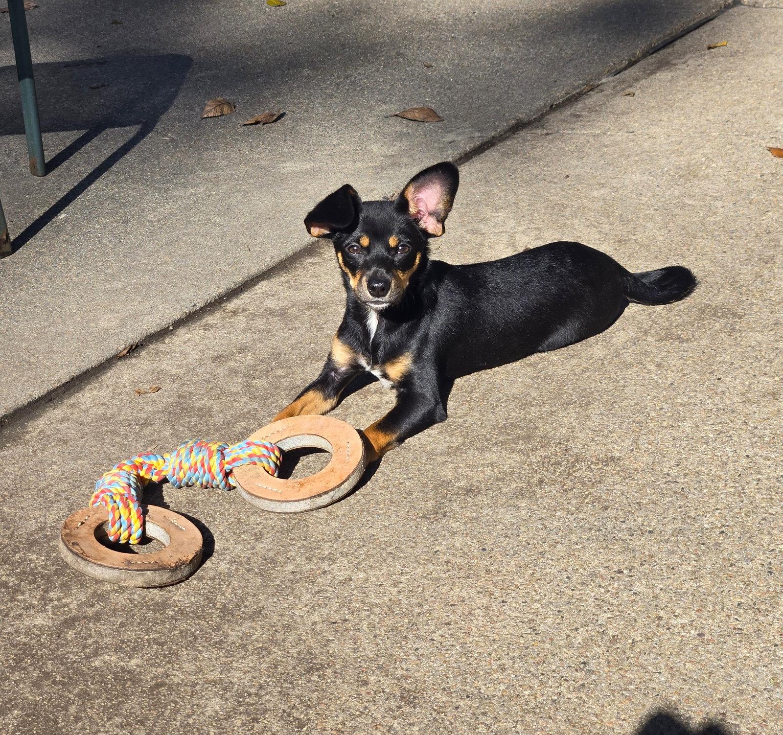 Enlarge Raven, a Adoptable Miniature Pinscher in Council Bluffs, IA image 3/3